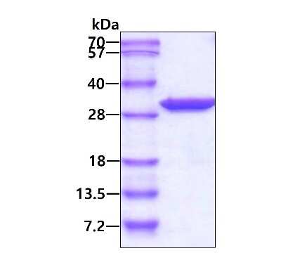 SDS-Page: Recombinant Human PCMT1 His Protein [NBP1-44464] - 3ug by SDS-PAGE under reducing condition and visualized by coomassie blue stain.